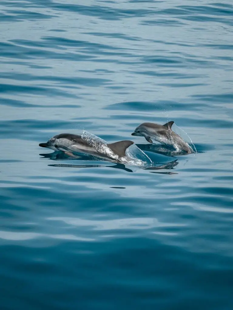 Gran Canaria Canary Trail Dolphines