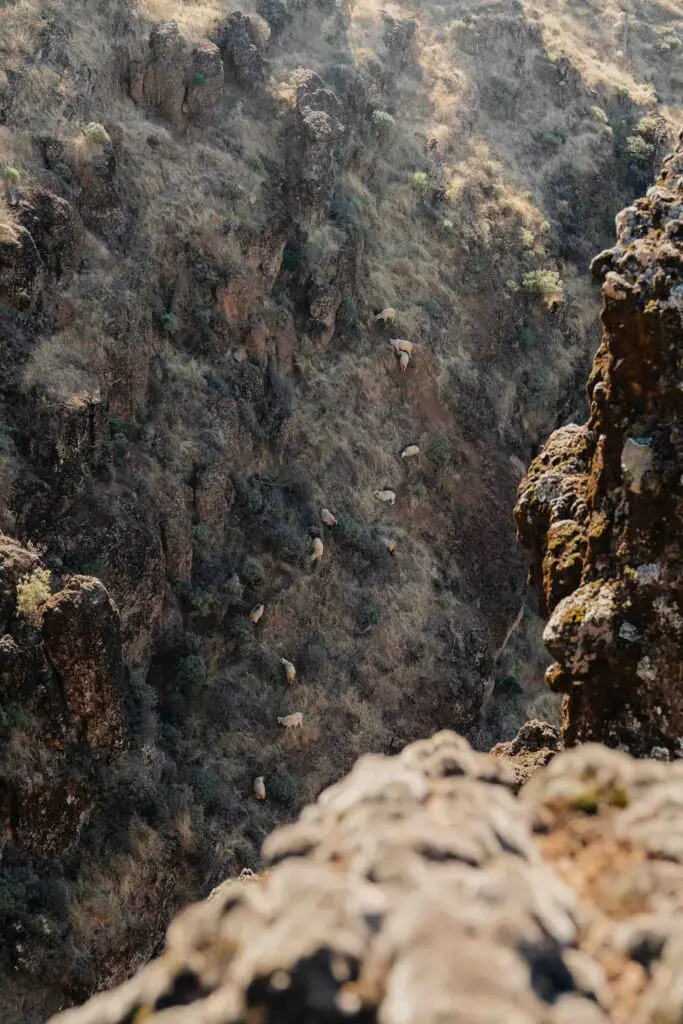 Dieren op Gran Canaria