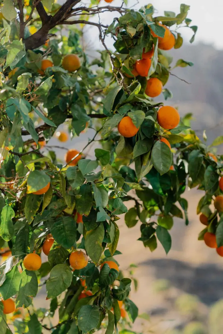 Natuur op Gran Canaria