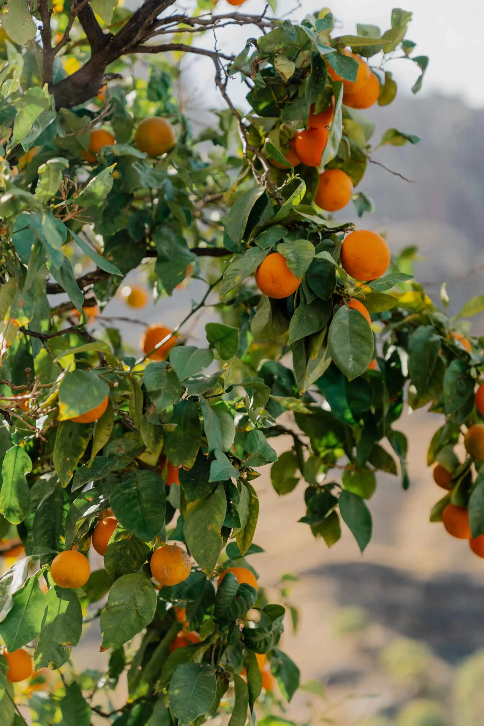 Natuur op Gran Canaria