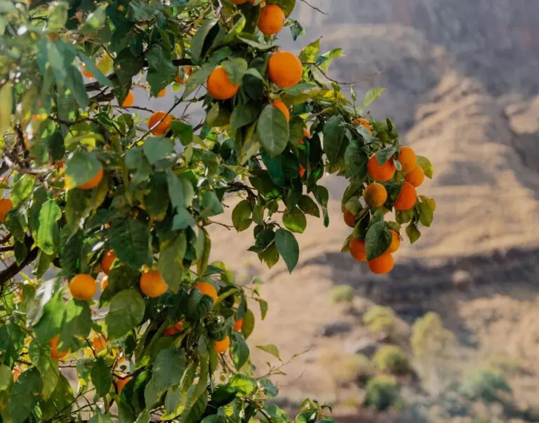The Canary Trail oranges