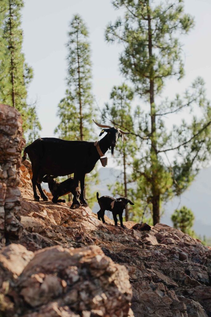 Animaux à Gran Canaria