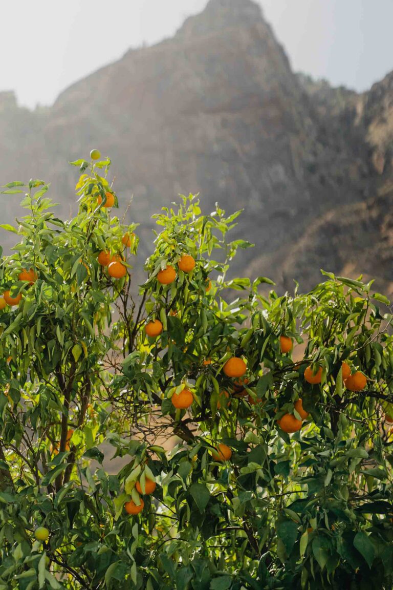 Nature à Gran Canaria