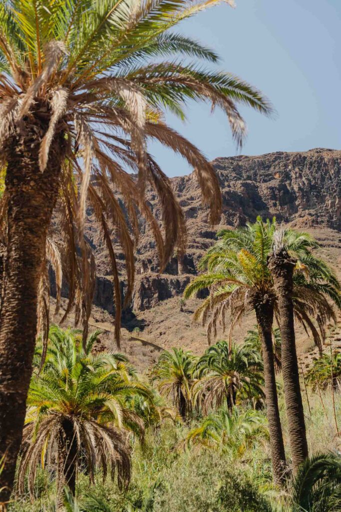 Nature à Gran Canaria